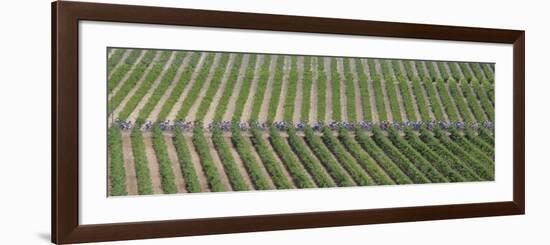 Peloton Rides Through Vineyards in Third Stage of Tour de France, July 6, 2009-null-Framed Photographic Print