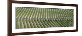 Peloton Rides Through Vineyards in Third Stage of Tour de France, July 6, 2009-null-Framed Photographic Print