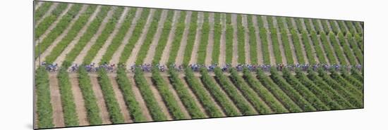 Peloton Rides Through Vineyards in Third Stage of Tour de France, July 6, 2009-null-Mounted Photographic Print