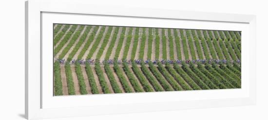 Peloton Rides Through Vineyards in Third Stage of Tour de France, July 6, 2009-null-Framed Photographic Print