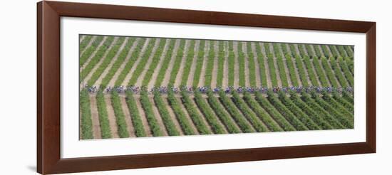 Peloton Rides Through Vineyards in Third Stage of Tour de France, July 6, 2009-null-Framed Photographic Print