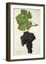 Peloursin Grape-J. Troncy-Framed Giclee Print