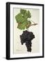 Peloursin Grape-J. Troncy-Framed Giclee Print