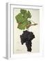 Peloursin Grape-J. Troncy-Framed Giclee Print