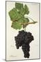 Peloursin Grape-J. Troncy-Mounted Giclee Print