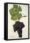 Peloursin Grape-J. Troncy-Framed Stretched Canvas