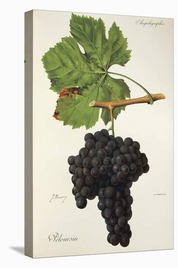 Peloursin Grape-J. Troncy-Stretched Canvas