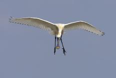 Dalmatian Pelican (Pelecanus Crispus) with Fish in Beak, Lake Kerkini, Macedonia, Greece-Peltomäki-Photographic Print