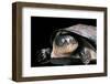 Pelusios Rhodesianus (Variable Mud Turtle)-Paul Starosta-Framed Photographic Print