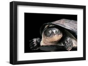 Pelusios Rhodesianus (Variable Mud Turtle)-Paul Starosta-Framed Photographic Print