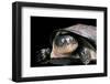 Pelusios Rhodesianus (Variable Mud Turtle)-Paul Starosta-Framed Photographic Print