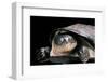 Pelusios Rhodesianus (Variable Mud Turtle)-Paul Starosta-Framed Photographic Print