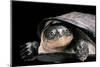 Pelusios Rhodesianus (Variable Mud Turtle)-Paul Starosta-Mounted Photographic Print