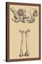 Pelvic Bones-Andreas Vesalius-Stretched Canvas