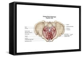 Pelvic Diaphram of Human Female, Superior View-null-Framed Stretched Canvas