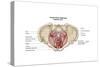 Pelvic Diaphram of Human Female, Superior View-null-Stretched Canvas