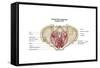 Pelvic Diaphram of Human Female, Superior View-null-Framed Stretched Canvas