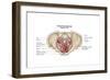 Pelvic Diaphram of Human Female, Superior View-null-Framed Art Print