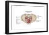 Pelvic Diaphram of Human Female, Superior View-null-Framed Art Print