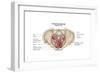 Pelvic Diaphram of Human Female, Superior View-null-Framed Art Print