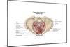 Pelvic Diaphram of Human Female, Superior View-null-Mounted Art Print