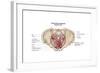 Pelvic Diaphram of Human Female, Superior View-null-Framed Art Print