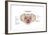 Pelvic Diaphram of Human Female, Superior View-null-Framed Art Print