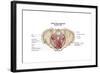 Pelvic Diaphram of Human Female, Superior View-null-Framed Art Print