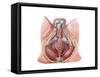 Pelvic Floor of Human Male-null-Framed Stretched Canvas