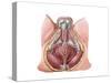 Pelvic Floor of Human Male-null-Stretched Canvas