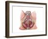 Pelvic Floor of Human Male-null-Framed Art Print