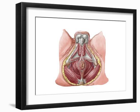 Pelvic Floor of Human Male-null-Framed Art Print