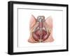 Pelvic Floor of Human Male-null-Framed Art Print