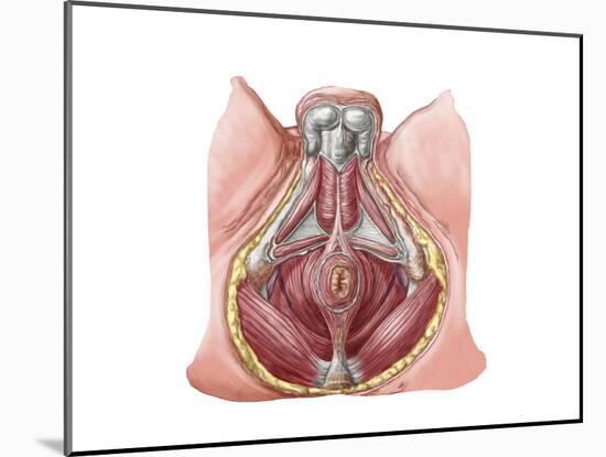 Pelvic Floor of Human Male-null-Mounted Art Print