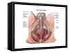 Pelvic Floor of Human Male-null-Framed Stretched Canvas