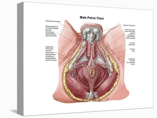 Pelvic Floor of Human Male-null-Stretched Canvas