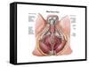 Pelvic Floor of Human Male-null-Framed Stretched Canvas