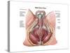 Pelvic Floor of Human Male-null-Stretched Canvas