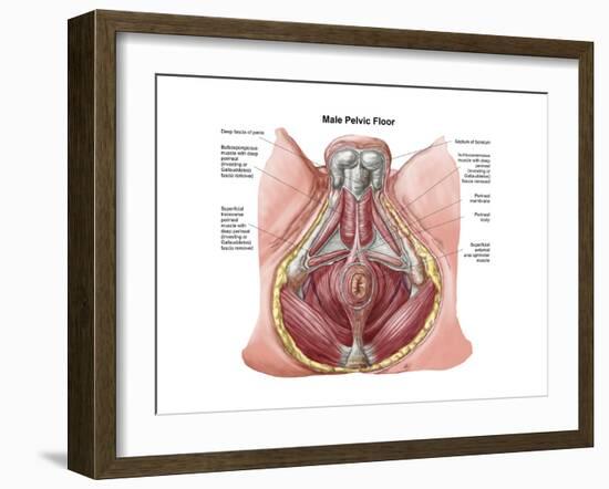 Pelvic Floor of Human Male-null-Framed Art Print