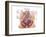 Pelvic Floor of Human Male-null-Framed Art Print