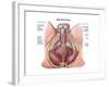 Pelvic Floor of Human Male-null-Framed Art Print