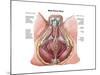 Pelvic Floor of Human Male-null-Mounted Art Print