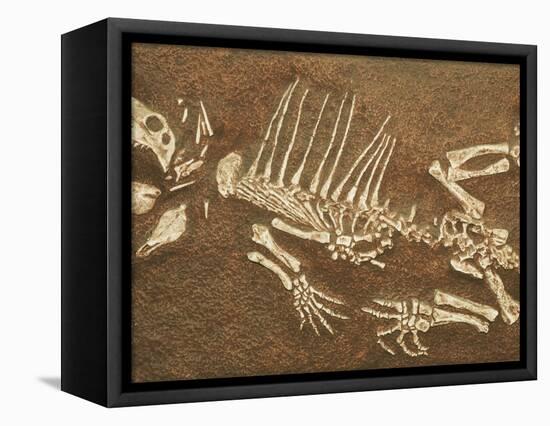 Pelycosaur fossil found in Texas-Kevin Schafer-Framed Stretched Canvas