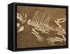 Pelycosaur fossil found in Texas-Kevin Schafer-Framed Stretched Canvas