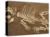 Pelycosaur fossil found in Texas-Kevin Schafer-Stretched Canvas