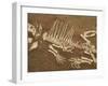 Pelycosaur fossil found in Texas-Kevin Schafer-Framed Premium Photographic Print