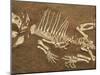 Pelycosaur fossil found in Texas-Kevin Schafer-Mounted Premium Photographic Print