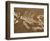 Pelycosaur fossil found in Texas-Kevin Schafer-Framed Photographic Print