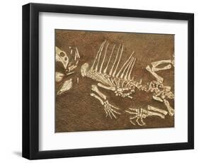 Pelycosaur fossil found in Texas-Kevin Schafer-Framed Photographic Print