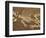 Pelycosaur fossil found in Texas-Kevin Schafer-Framed Photographic Print